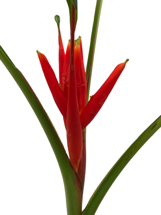 <h4>Musa Coccinea</h4>