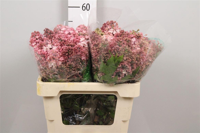 <h4>Syr Hy Maidens Blush 4+</h4>