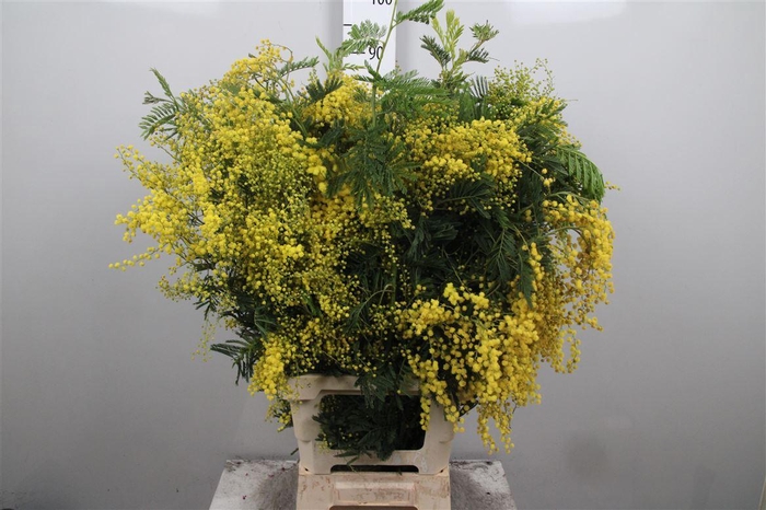 <h4>Acacia Mirandol Per Stem 100cm</h4>