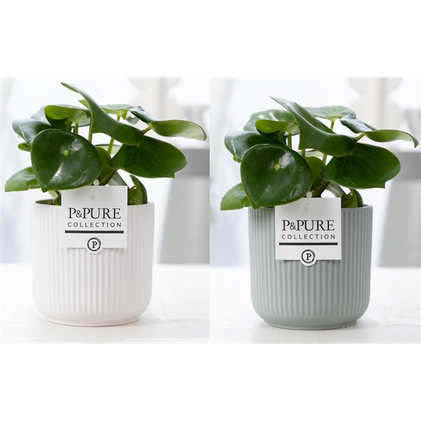 <h4>Peperomia Raindrop in P&PURE Sophie ceramics ass. 2</h4>