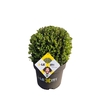 Ilex crenata Dark Green