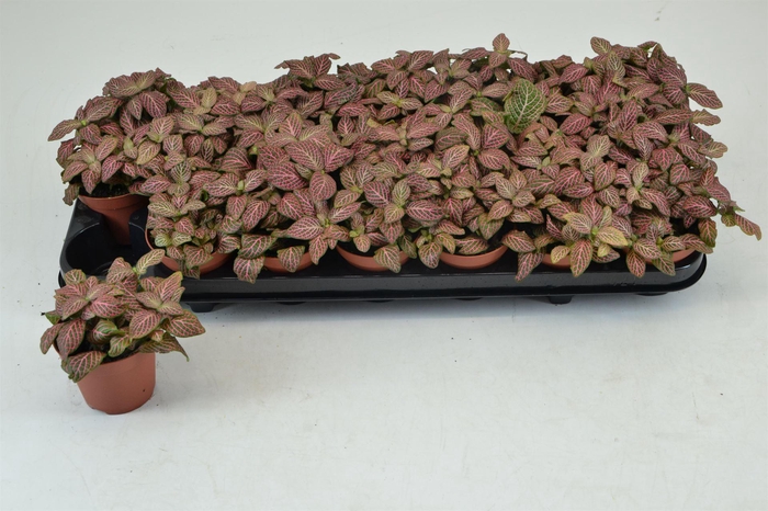 <h4>Fittonia verschaf. 'Red Angel'</h4>