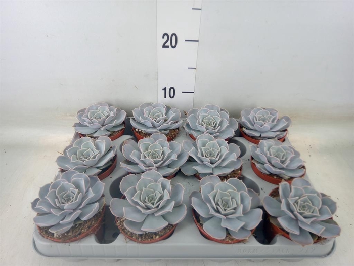 <h4>Echeveria lilacina</h4>