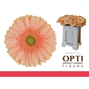 Gerbera Pre-Extase Water