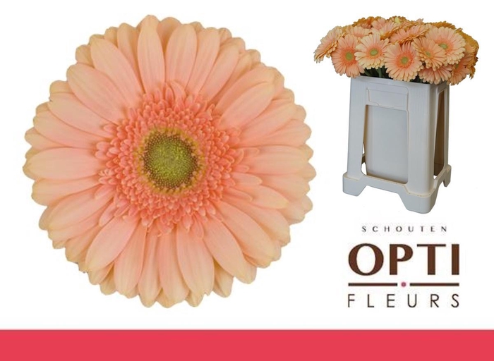 <h4>Gerbera Pre-Extase Water</h4>