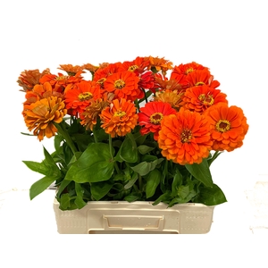 ZINNIA ELEGANS