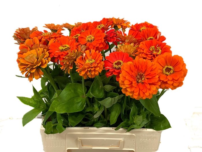 <h4>ZINNIA ELEGANS</h4>