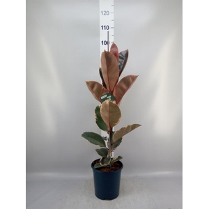 Ficus elastica 'Belize'