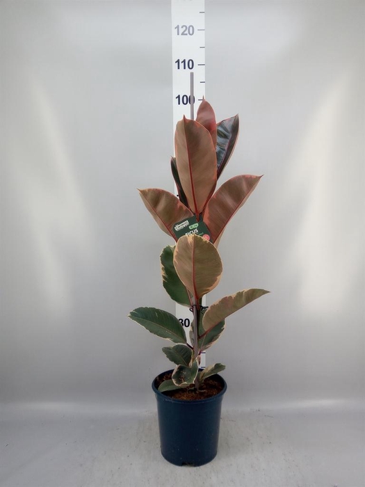 <h4>Ficus elastica 'Belize'</h4>