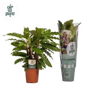 Calathea Miroscha Air so Pure