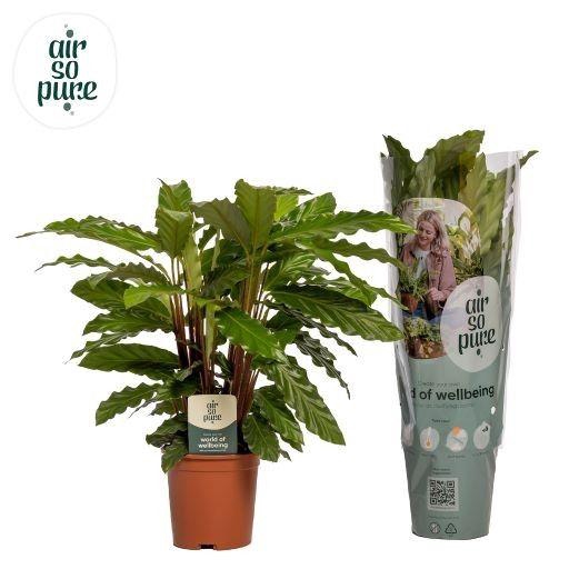 <h4>Calathea Miroscha Air so Pure</h4>