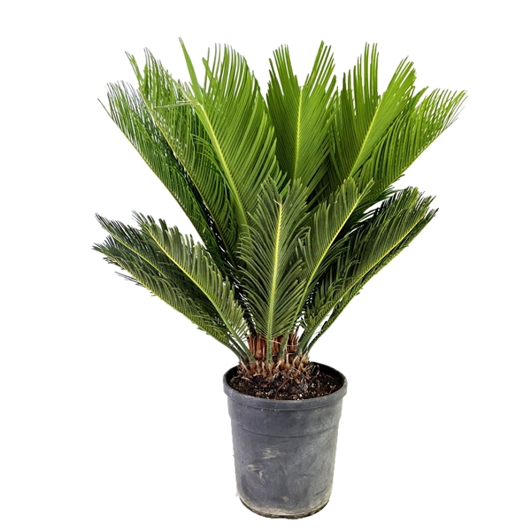 <h4>Cycas revoluta</h4>