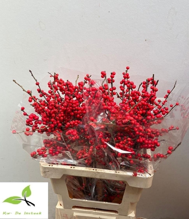 <h4>ILEX VE RODE BES</h4>