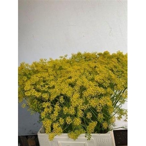 Anet Graveolens