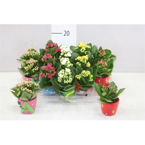 Kp-820.1 - Kalanchoe Rosalina In Letterpot