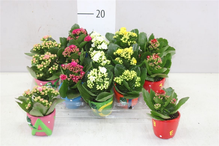 Kp-820.1 - Kalanchoe Rosalina In Letterpot