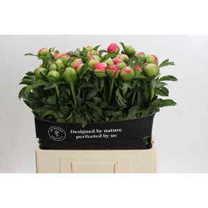 Paeonia Coral Sunset