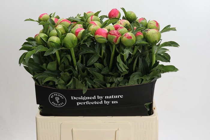 <h4>Paeonia Coral Sunset</h4>