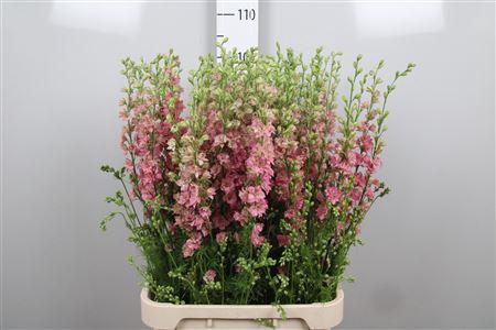 <h4>Cons R Q Rose</h4>