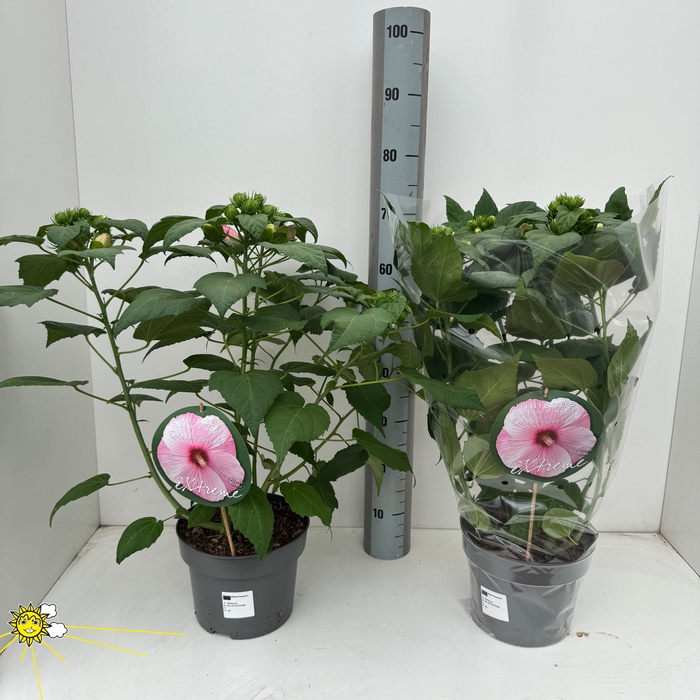 <h4>HIBISCUS M EXT PINK</h4>