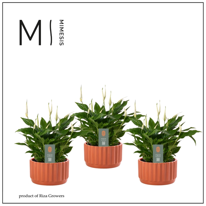 <h4>Mimesis Spathiphyllum 17 cm Chopin in Liam Schaal - Terracotta</h4>