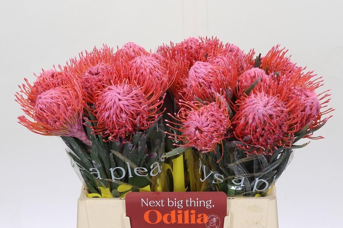 <h4>Nutans Painted Pink</h4>