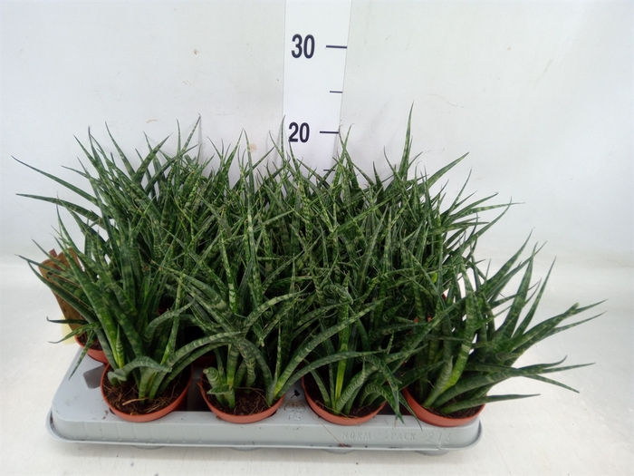 <h4>Sansevieria  'Fernwood'</h4>