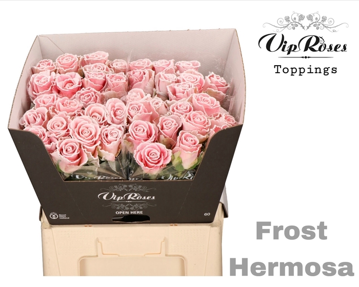 <h4>R GR FROST HERMOSA</h4>