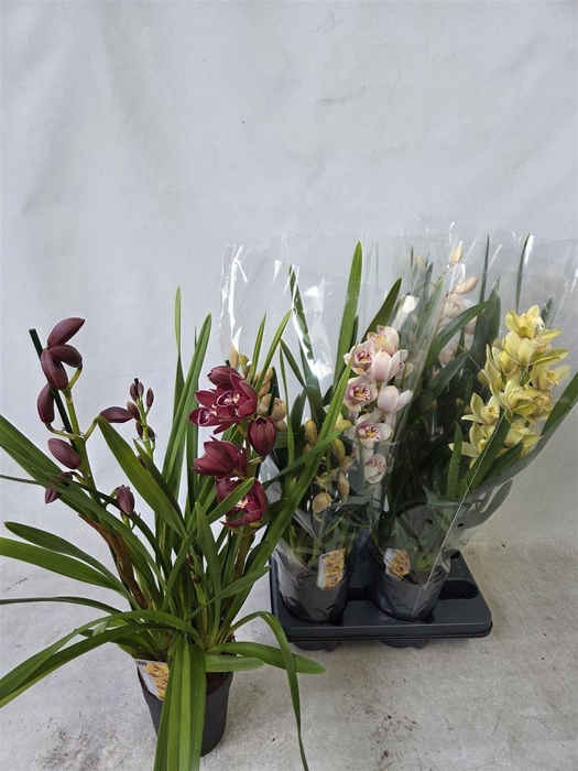 <h4>Cymbidium Gemengd, 3 Tak</h4>