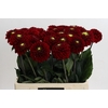 Dahlia Red Fox