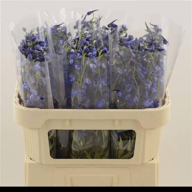 <h4>DELPH EN DELDON BLUE</h4>