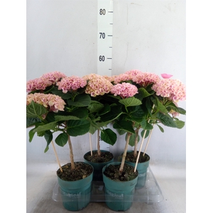 Hydrangea mac. 'Magical Revolution'