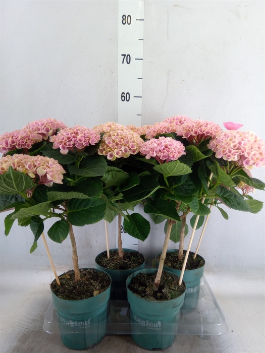 <h4>Hydrangea mac. 'Magical Revolution'</h4>