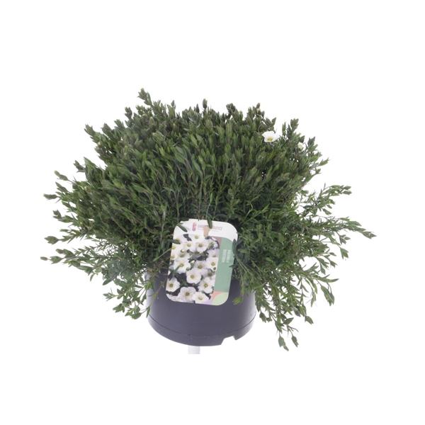 <h4>Arenaria montana Blizzard Compact</h4>