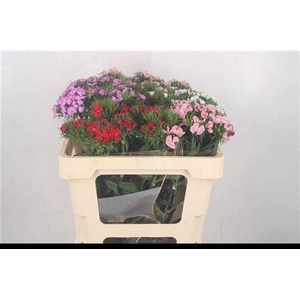 Di Barb Breanthus Mixed William