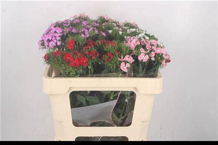 <h4>Di Barb Breanthus Mixed William</h4>