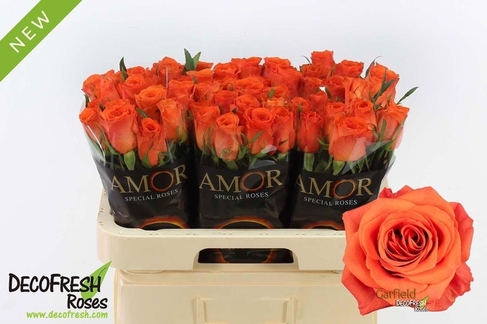 <h4>ROSA GR 'GARFIELD'</h4>