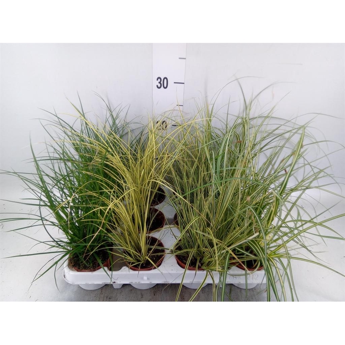 <h4>Carex   ...mix</h4>
