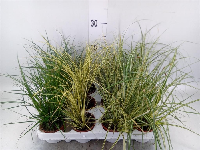 <h4>Carex   ...mix</h4>