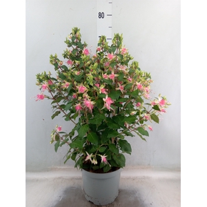 Fuchsia  'Walz Jubelteen'