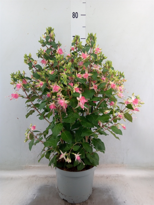 <h4>Fuchsia  'Walz Jubelteen'</h4>