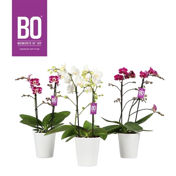 <h4>Colours P12 BO Mix 2 spike in Zoë white</h4>