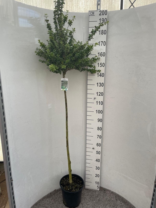 <h4>EUONYMUS FORTUNEI</h4>