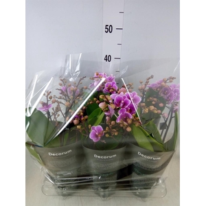 Phalaenopsis multi.   ...rose