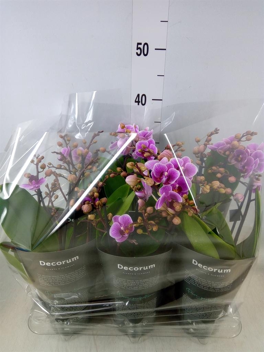 <h4>Phalaenopsis multi.   ...rose</h4>