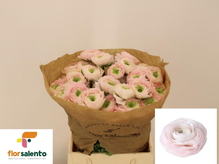 <h4>RAN SU HANOI</h4>