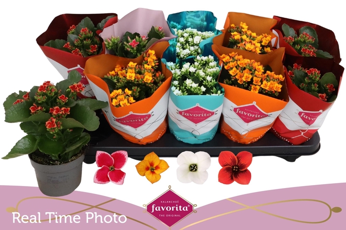 <h4>KAL EN TWKL BLM GEM</h4>