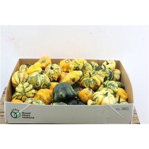 CUC PEPO