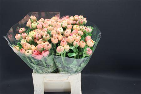 <h4>Ran Salmon 566</h4>