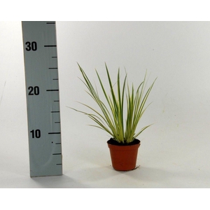 Acorus Variegatus p8